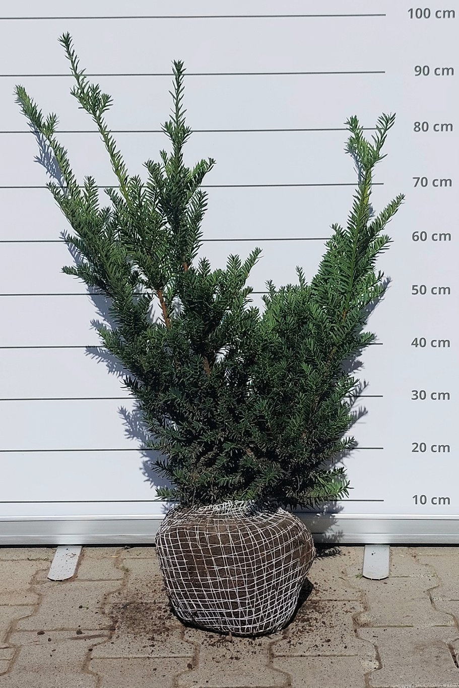 Taxus cuspidata nana - 50-60 CM RB